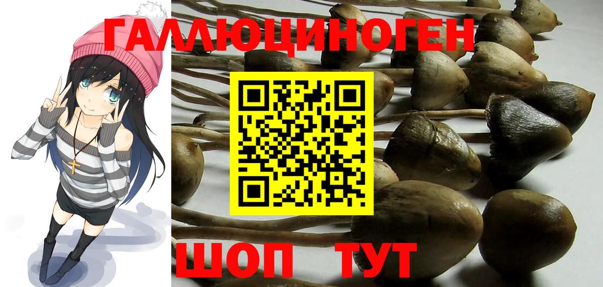 Псилоцибиновые грибы Psilocybe  Вход с VPN  Холмск 